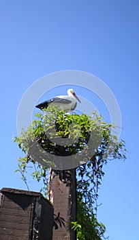 Birds nest artificial stork