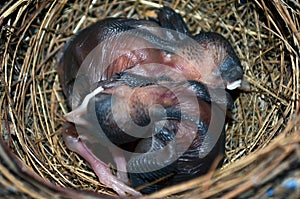 Birds nest with Baby birds