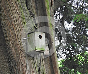 birds nest box tree trees nesting pets nature forests wildlife wild pets hide bark texture