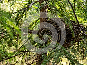 Birds nest of branches in the forest on a tree. Raven`s nest in the forest