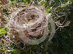 Birds nest in a Bush