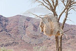 Birds nest close up on Acacia tree in the namib desert, Namib naukluft National Park, Namibia, Africa