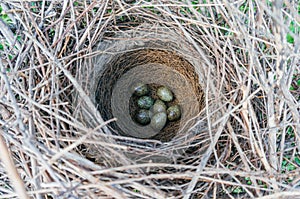 Birds nest with eggs