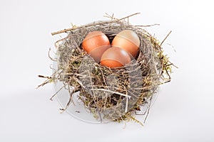 Birds nest with eggs photo