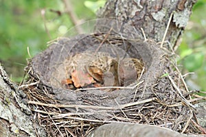 Birds nest, Empty, Blurred background