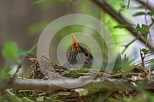 Birds in nest. Female on the nest Turdus merula, Common blackbird, beautiful bird sits on the nest