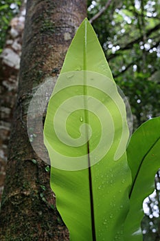 Birds nest Fern in an Australian Rainforest