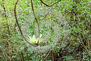 Birds Nest Fern (Scientific Name:Asplenium Nidus) growing from v