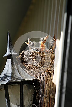 Birds Nest with Four Baby Robins Mouth Agape