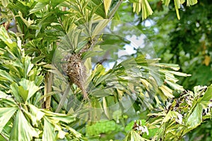 Birds nest on green trees.