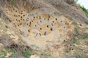 Birds nest on the ground.