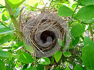 Birds nest in lime tree