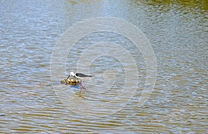 A Birds Nest In The Middle Of A Lake.