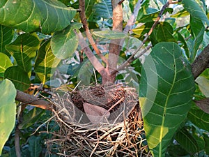 Birds nest in nature