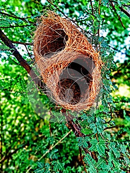 Birds nest photo