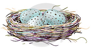 Birds nest with robin eggs