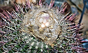 Birds Nest seated in an Arizona Cactus