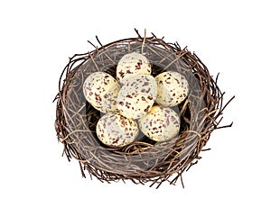 Birds nest with small spotted eggs