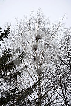 Birds nest on tall trees in the park in early spring. The Rooks Have Arrived. Migratory birds returned to their homeland