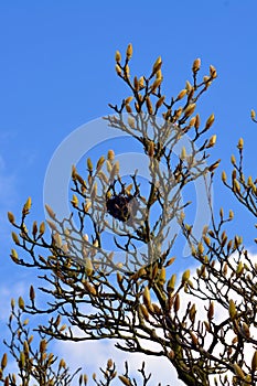 Birds nest in a about to bloom tree