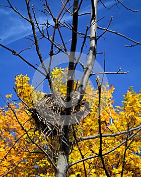 Birds Nest in Tree with Autumn colors