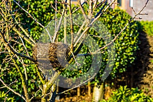 Birds nest in a tree in the garden, spring season, bird home, animal crafted homes