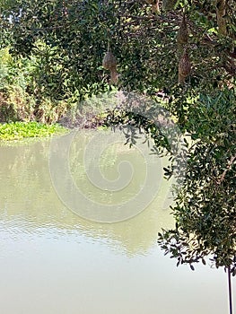 Birds nest tree river nature water