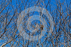 Birds nest in the tree in winter with a blue sky background