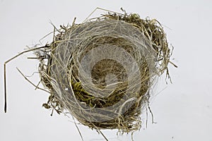Birds Nest on white background