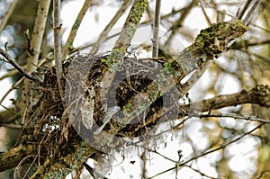 Birds` Nest in winter hedgerow