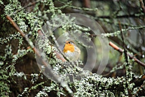 Birds nesting in bushes