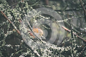 Birds nesting in bushes - vintage retro look