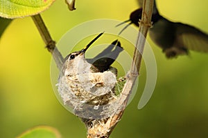 Hummingbirds nesting in tree photo