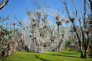 Birds nests
