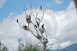 Birds and the nests on the branches of a bare tree with a blue sky in the background