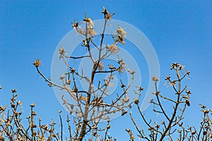 Birds` nests on dead tree branches on a background of blue sky