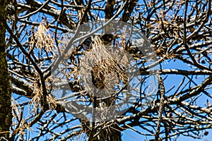 Birds` nests on dead tree branches on a background of blue sky