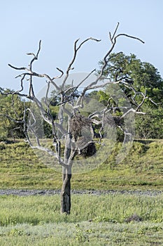 birds nests on whitered tree at Kruger park, South Africa