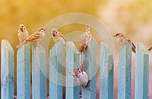 Birds noisily playing on an old wooden fence