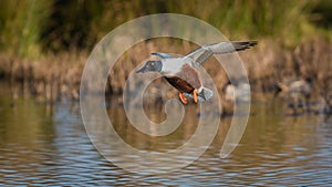 Birds - Northern Shoveler, Shoveler, Anas clypeata