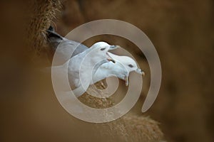 Birds with open bill. Pair of bird in the nest. Northern Fulmar, Fulmarus glacialis, nesting on the dark cliff. Two white sea bird