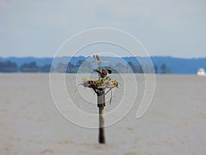 Birds on an osprey nest