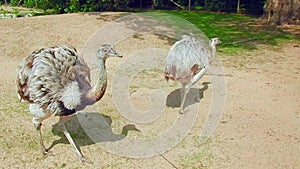 Birds,Ostriches in the Zoo, curious ostriches