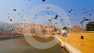 Observación de aves a través de ámbar fortaleza 