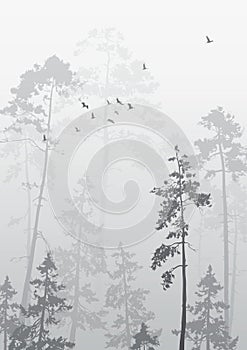 Birds over the forest