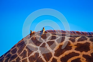 Birds over giraffa