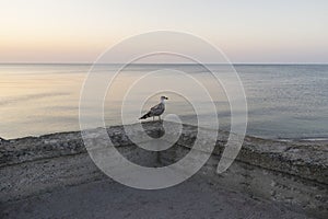 Birds over sand in Nesebar- one famous resort