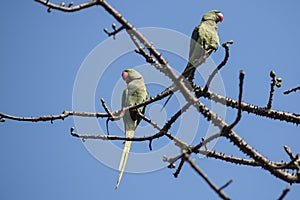 Birds:Pair of Rose Ringed Parakeet Perched on Branch of a Tree