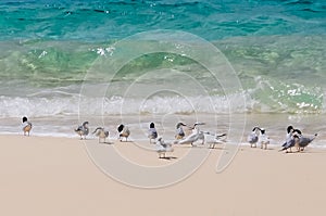 Birds in Palawan, Philippines