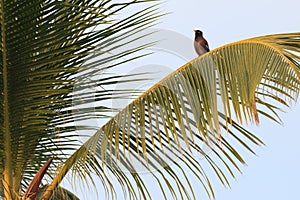 Birds on Palm Trees